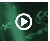 Video Gallerie 6
